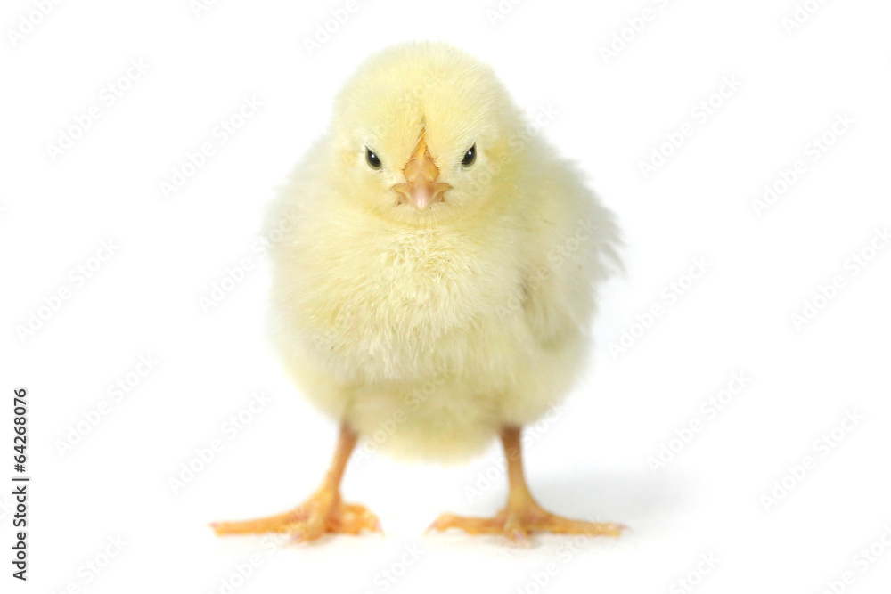 Adorable Baby Chick Chicken on White Background Adorable Baby Chick Chicken on White Background