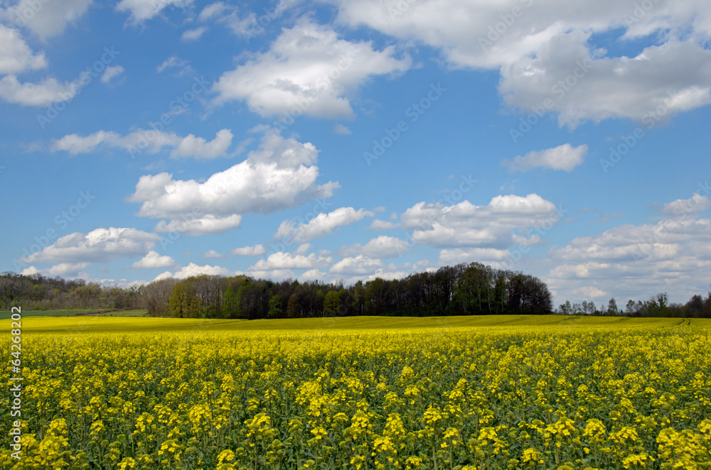 Obraz premium Flowering rapeseed field