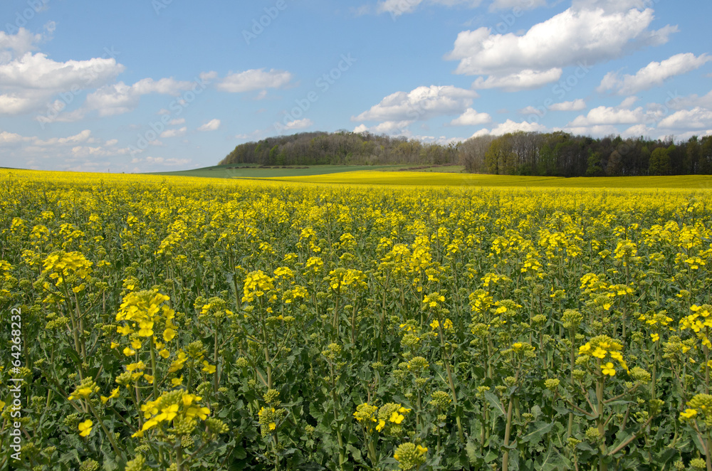 Flowering rapeseed field