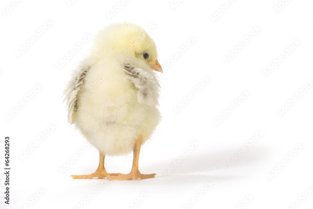 Fototapeta premium Adorable Baby Chick Chicken on White Background