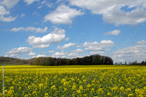 Flowering rapeseed field photo