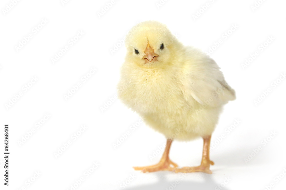 Adorable Baby Chick Chicken on White Background