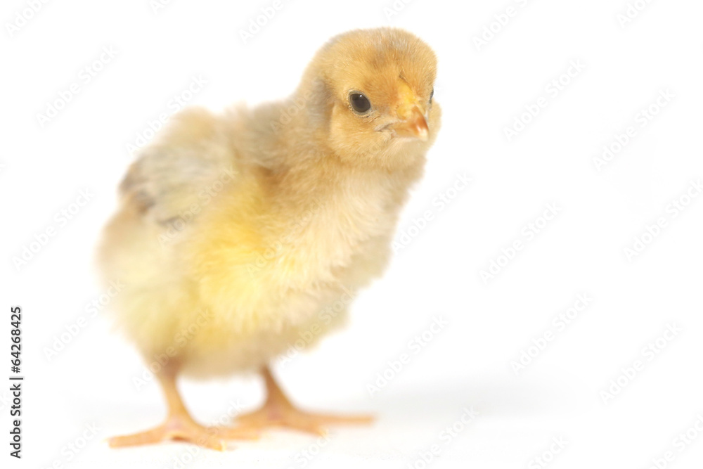 Adorable Baby Chick Chicken on White Background Adorable Baby Chick Chicken on White Background