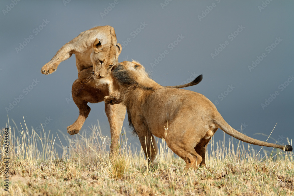 Fototapeta premium Playful African lions, Kalahari desert