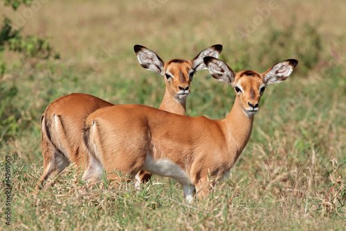Impala antelope lambs, Lake Nakuru National Park