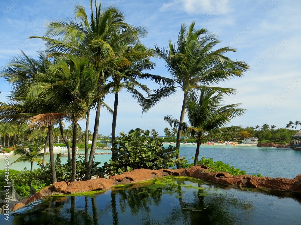 Obraz premium Palm trees by a small body of water