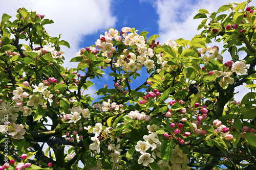 Hedgerow with blossoming crabapples.