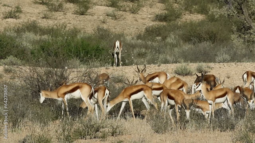 Herd of springbok antelopes feeding, Kalahari desert Herd of springbok antelopes feeding, Kalahari desert