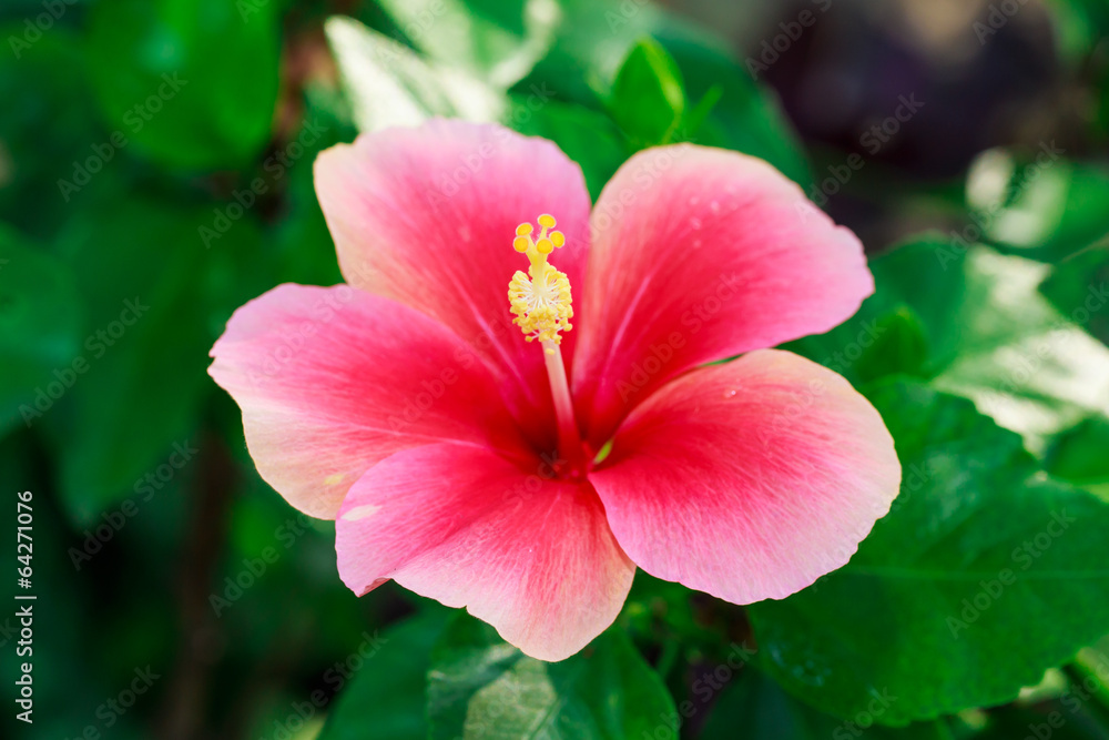 Pink hibiscus flower Pink hibiscus flower