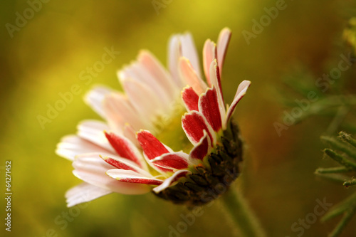 The daisy Bellis perennis flower