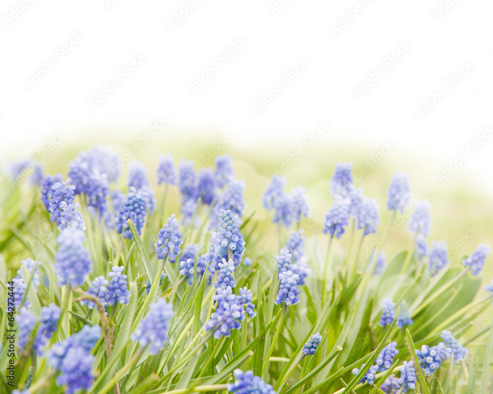 Obraz premium Blue hyacinth