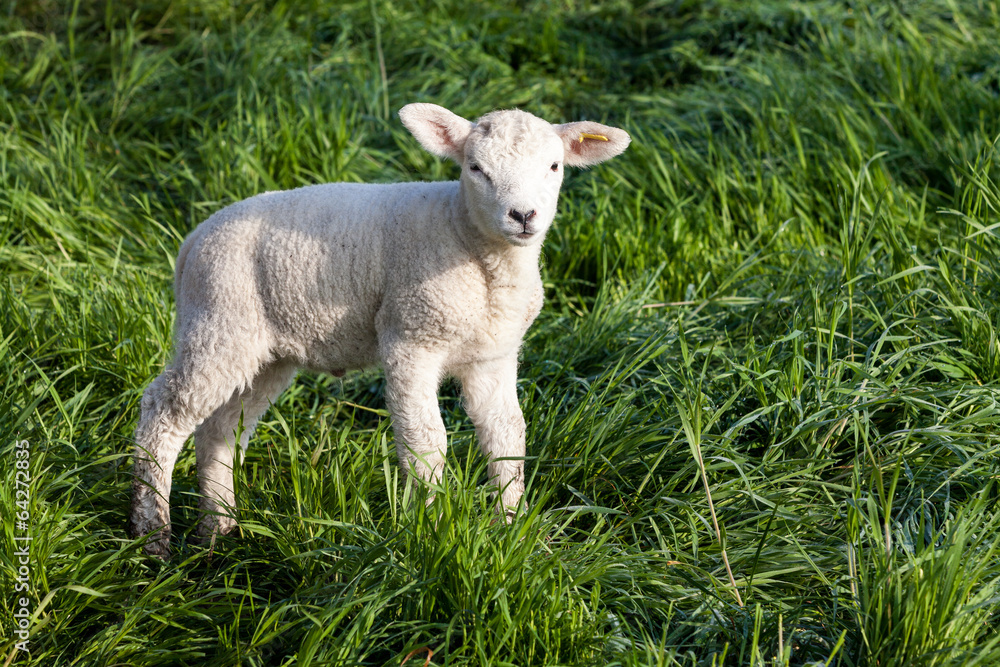 lamb