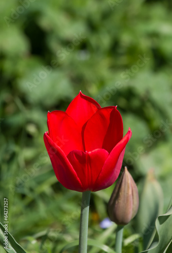 Flor Tulipan Rojo photo