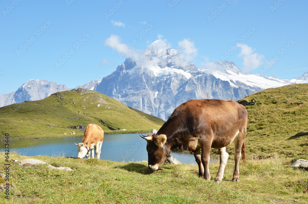 Cows in Alpine meadow. Jungfrau region, Switzerland