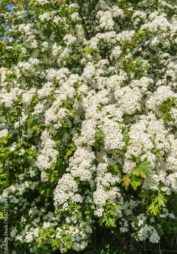 White flowering Hawthorn shrub in april