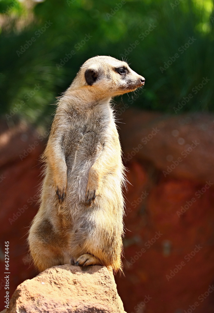 Fototapeta premium Meerkat