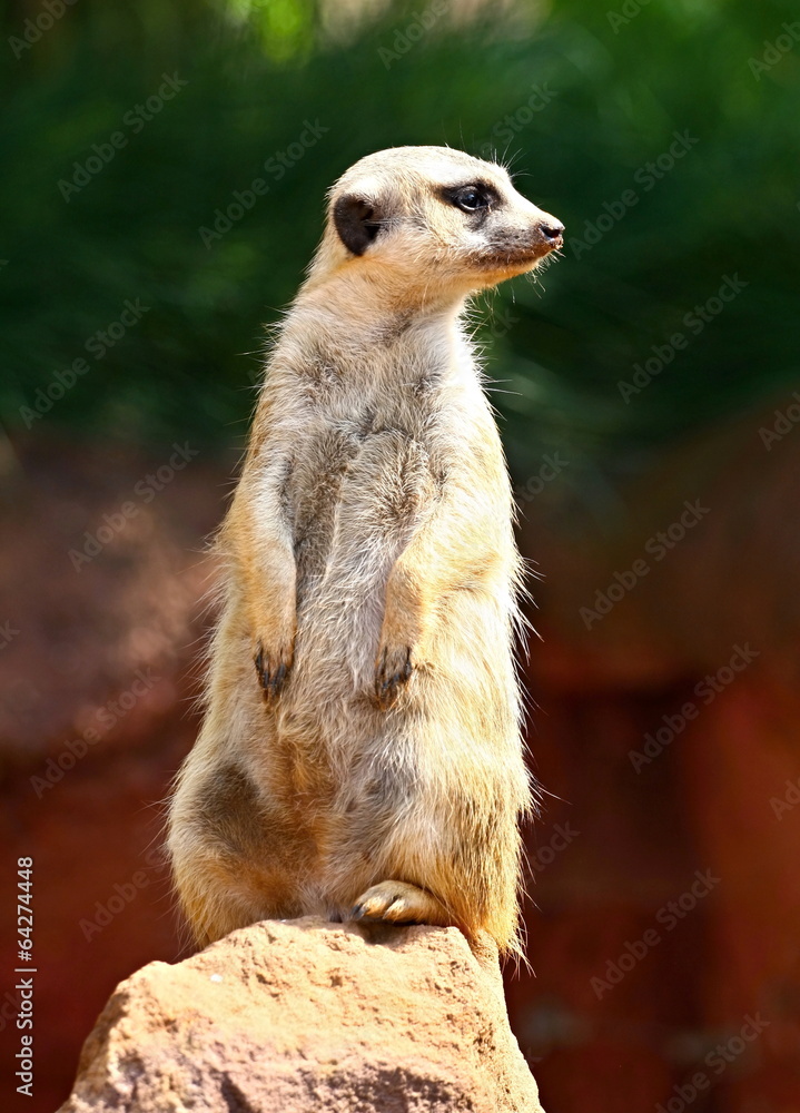 Fototapeta premium Meerkat