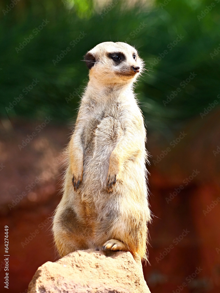 Fototapeta premium Meerkat