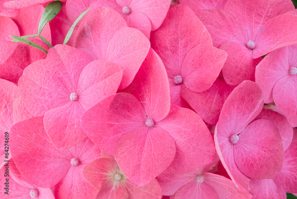 Pink hortensia hydrangea - obrazy, fototapety, plakaty 
