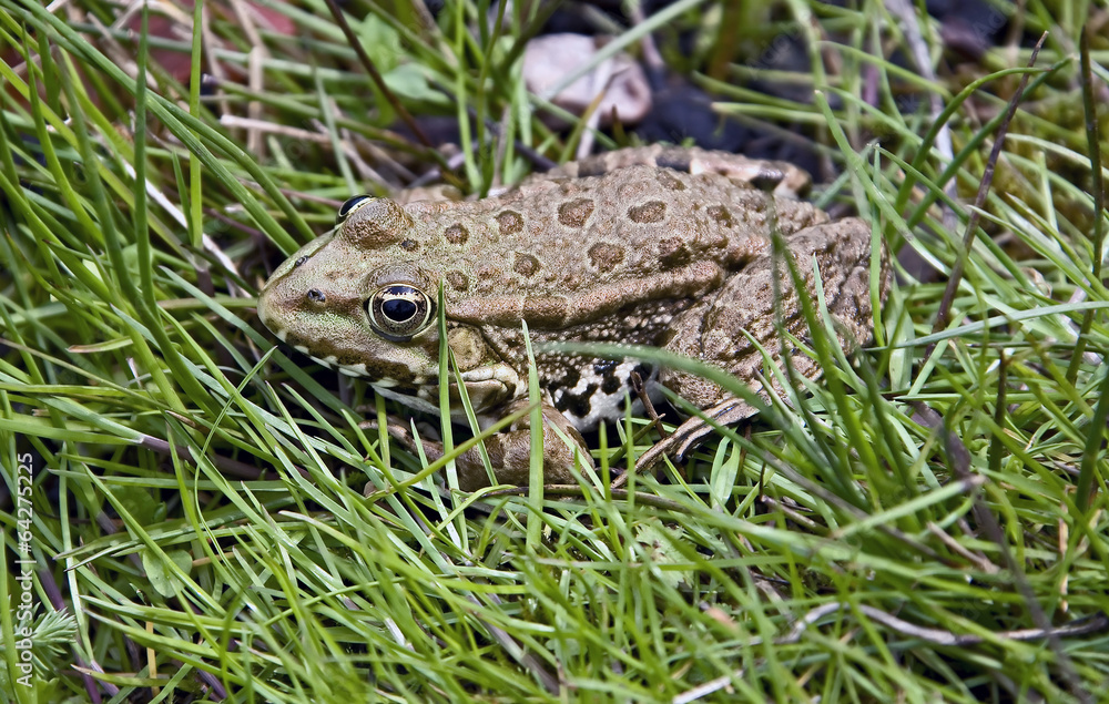 Frog Frog