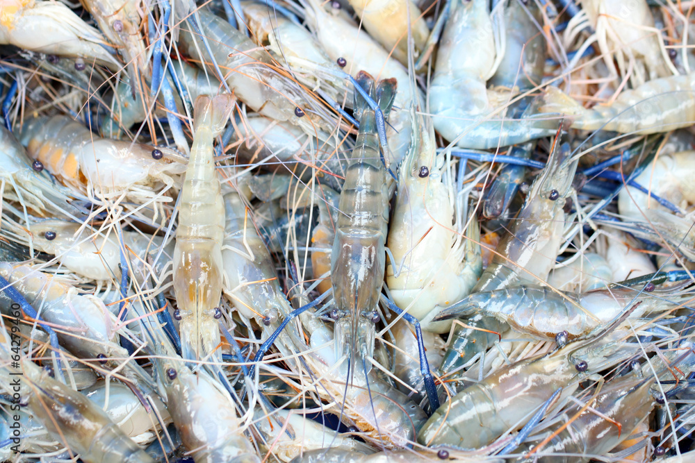 Fresh shrimps in seafood market. Fresh shrimps in seafood market.
