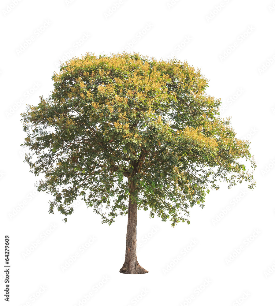 Sindora siamensis, tropical tree in Thailand