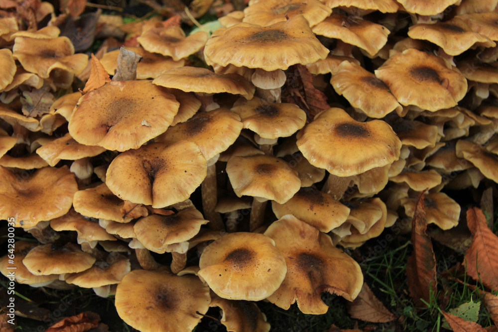 Mushrooms Mushrooms