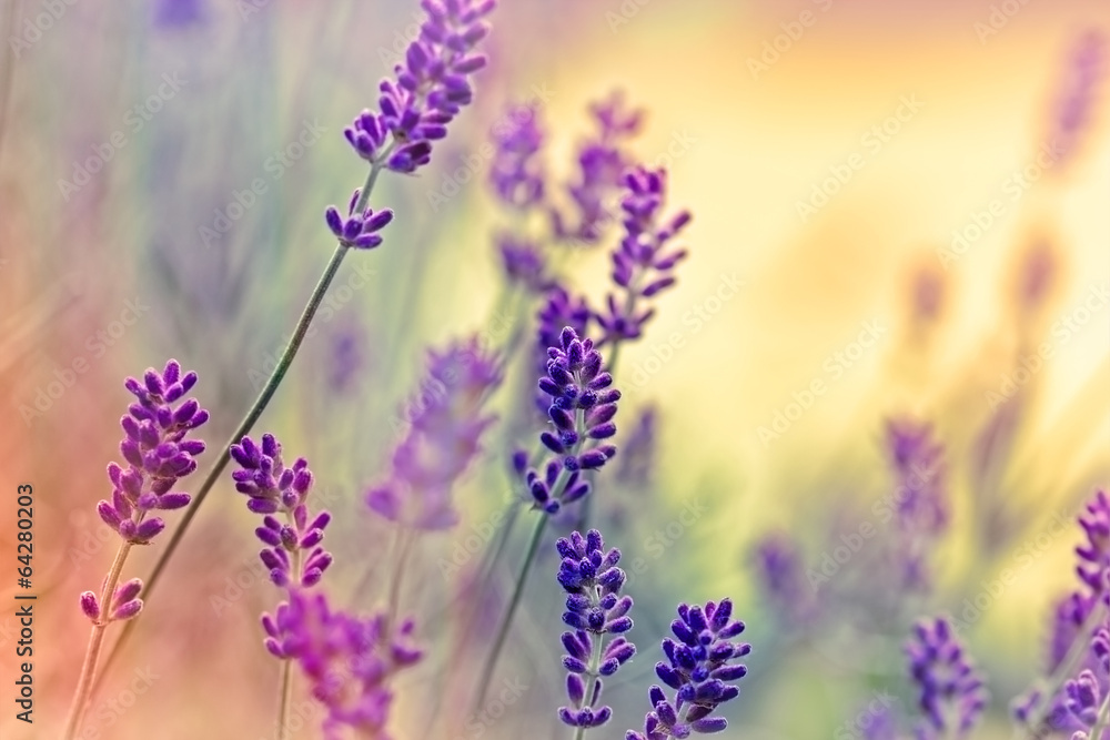 Fototapeta premium Soft focus on lavender