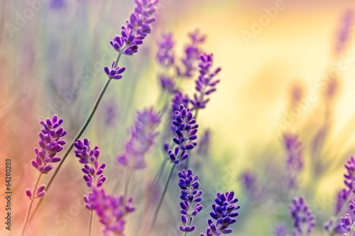 Soft focus on lavender