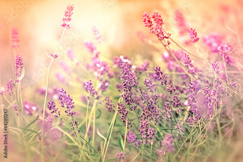 Fototapeta Naklejka Na Ścianę i Meble -  Soft focus on beautiful lavender in my garden