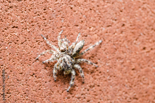 Spider in wall nature background