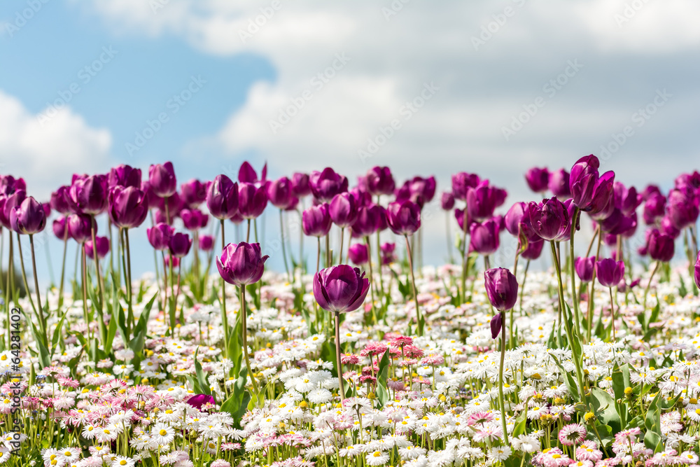 Purple Tulips And White Daisies Field On Blue Sky Purple Tulips And White Daisies Field On Blue Sky