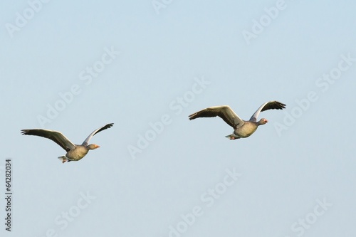 Two flying greylag geese under a blue sky