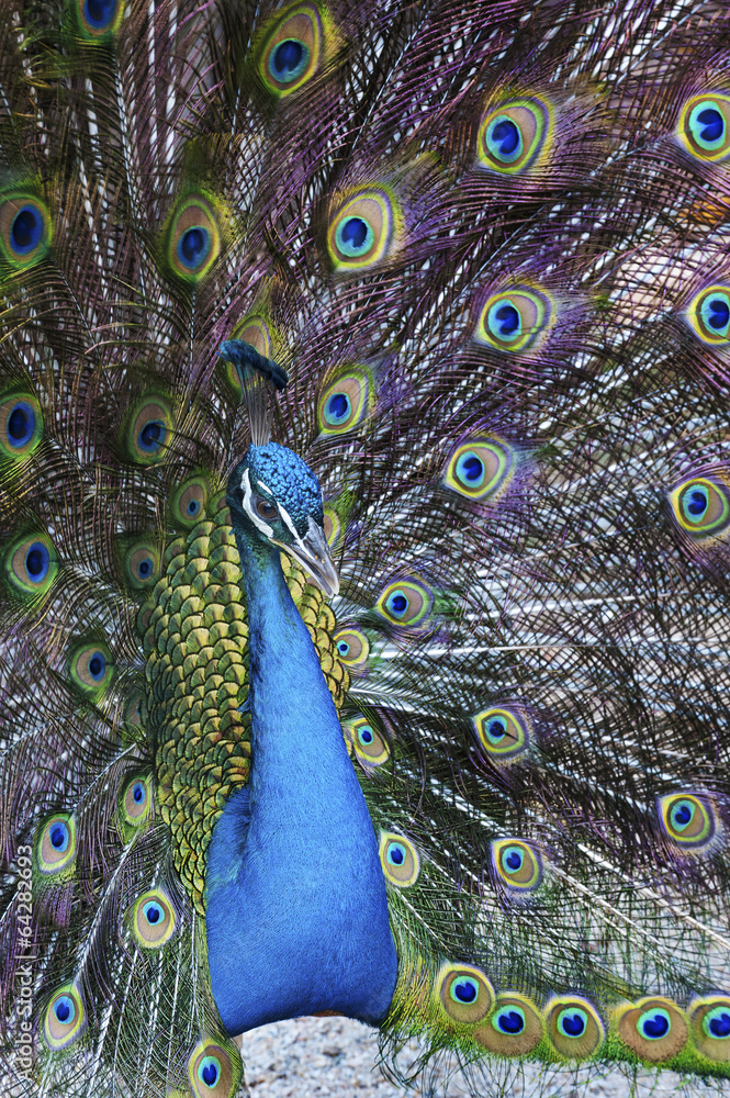 Obraz premium Peacock