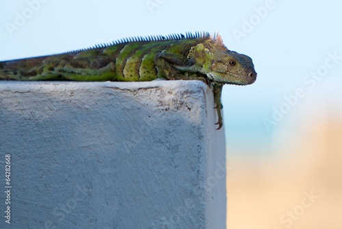 Lizard resting on a wall with blurred background