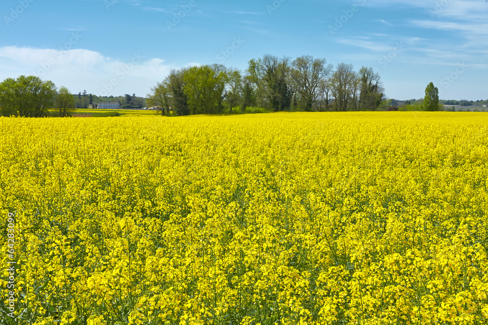 Obraz premium Champs de colza