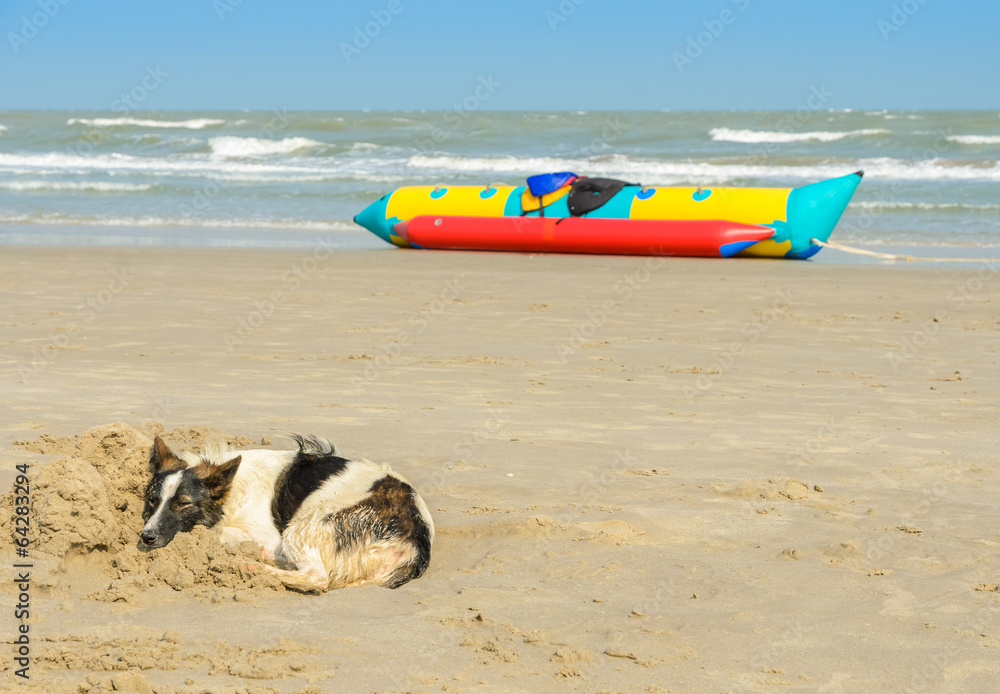 Obraz premium Dog sleeping on beach sand