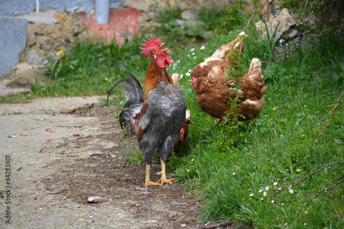 gallo cantando al amanecer junto a las gallinas de un corral