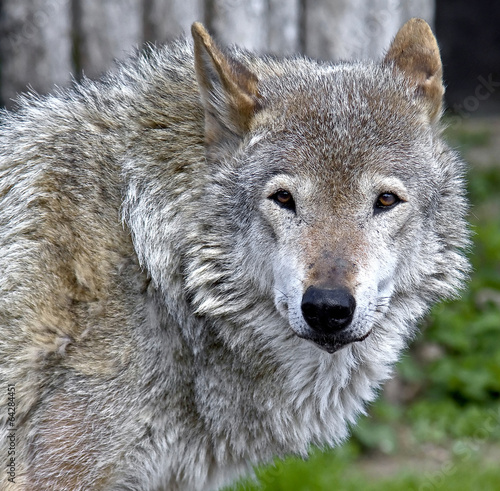 Grey wolf