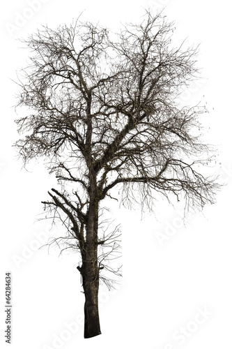 Dead tamarind tree isolated © nbriam