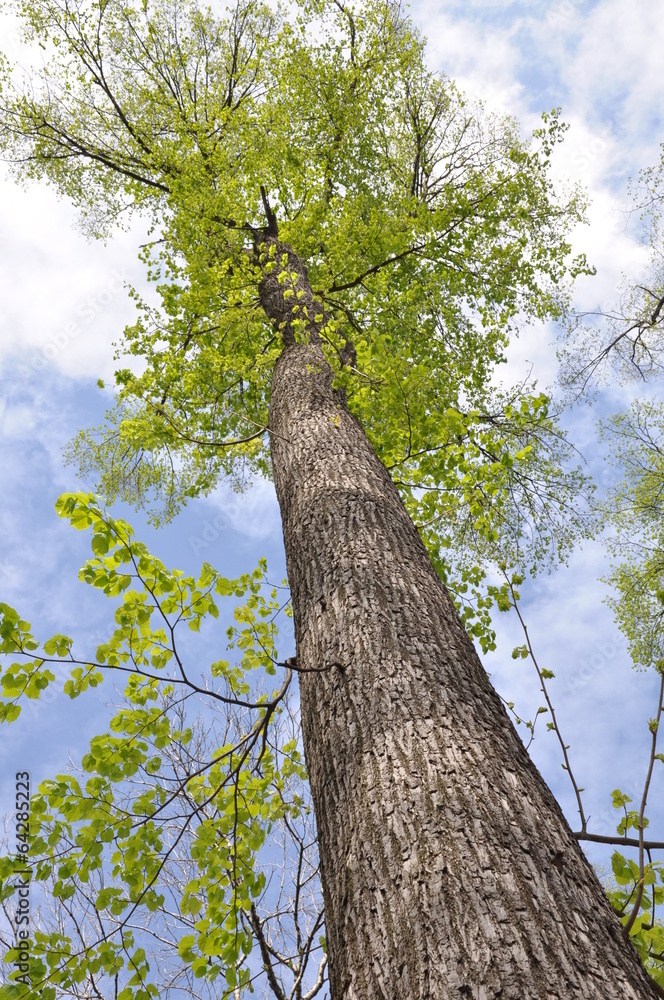 Fototapeta premium A tall tree, look to the sky