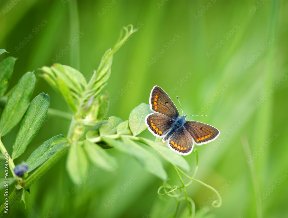 Fototapeta premium Beautiful little butterfly on spring grass