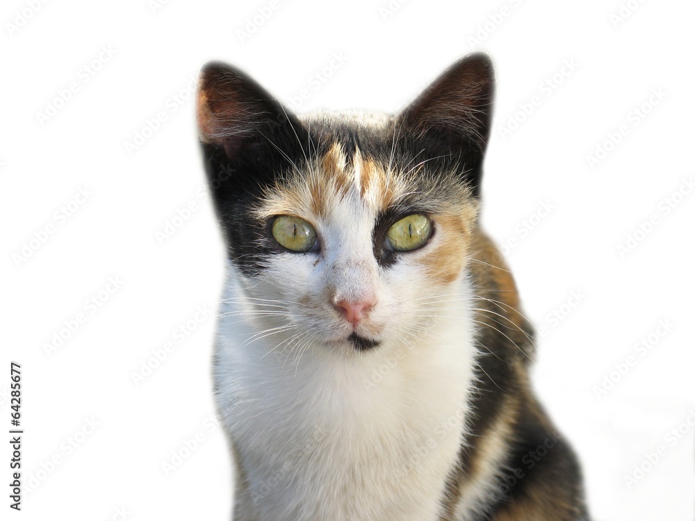 Fototapeta premium Cat isolated on a white background