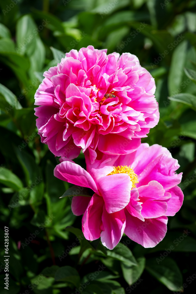 Peony flower Peony flower