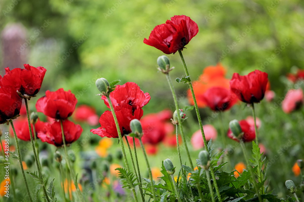 Poppies in the field