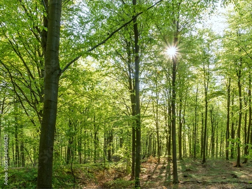 Beech trees in spring with sun shining through the fresh leaves