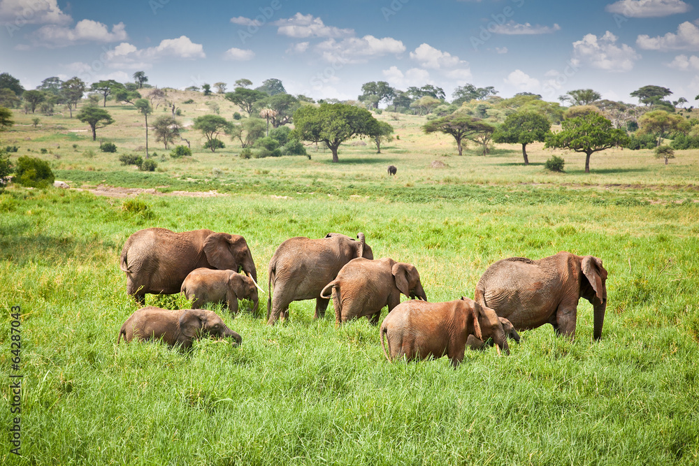 Elephants family on pasture in African savanna . Tanzania.