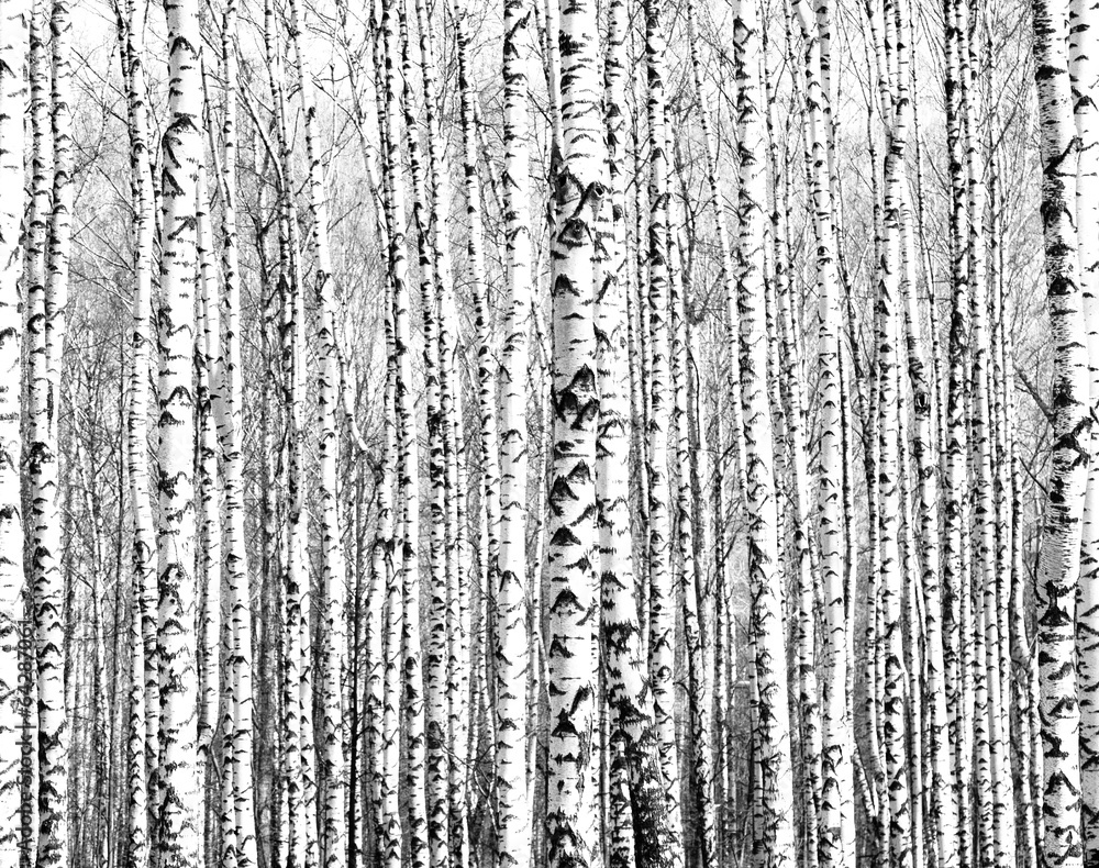 Fototapeta Białe pnie brzozy czarno-białe - las brzozowy. 