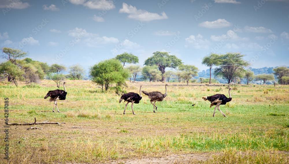 Flock of ostriches run across the Tanzanian savanna. Flock of ostriches run across the Tanzanian savanna.