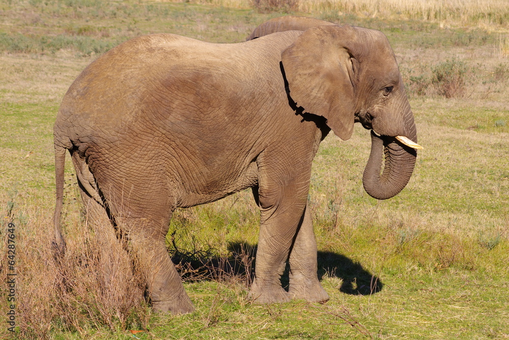 Fototapeta premium Elephant